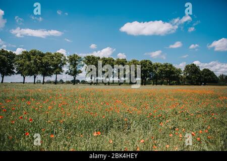 foto di una linea di alberi in un campo verde Foto Stock