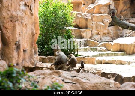 Famiglia di baboons di Hamadryas Foto Stock