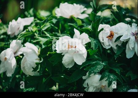 Fiore peony albero dopo la pioggia. Grandi peonie bianche con gocce fioriscono nella stagione primaverile. Paeonia rockii. Foto Stock