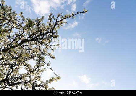 Alberi da frutto fioriti. Fioritura delle piante ramificazioni in primavera caldo luminoso giorno di sole. Foto Stock