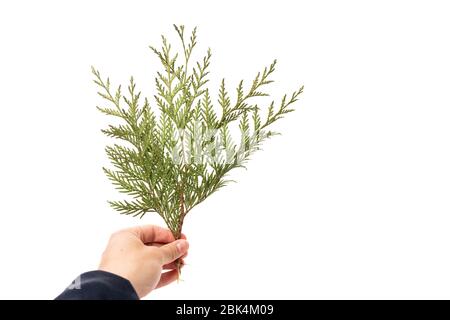 La mano maschile tiene il ramo verde di conifere isolato su sfondo bianco Foto Stock