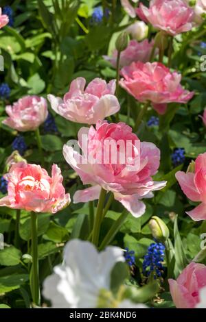Primo piano di tulipani rosa, Springtime Foto Stock
