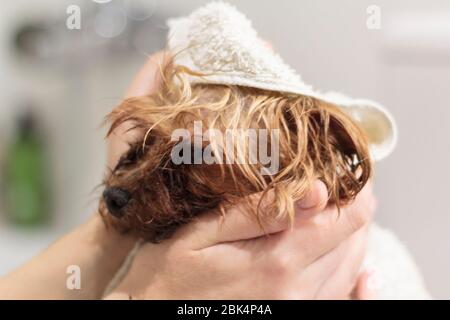 Cane yorkshire umido e asciutto con asciugamano da bagno. Vista ravvicinata Foto Stock
