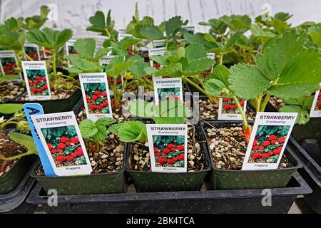 Cellule di giovani pianta di fragola o piante di assestamento che aspettano per essere vendute in un piccolo vivaio in Bend, Oregon. Foto Stock