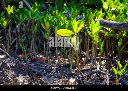 I pneumatofori di mangrovie nere (germinani di Avicennia) - Hollywood, Florida, Stati Uniti Foto Stock