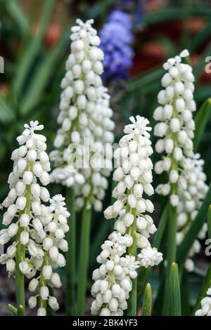 Grape Hyacinth Muscari Botryoides 'Album' Foto Stock