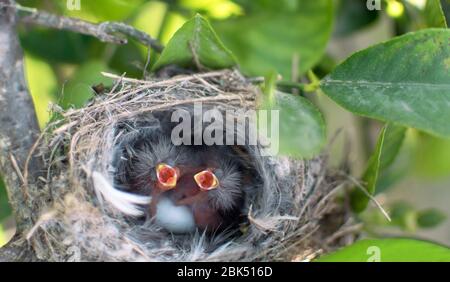 L'uccello addormentato chiama una madre in un nido su un albero di limone (fuoco selettivo) / l'uccello appena nato che grida per la fame con sfondo verde. Hun Foto Stock