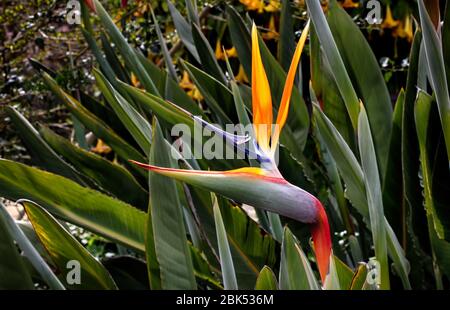 Uccello del paradiso (strelitzia o giglio della gru) fiori fioriscono nel parco di Barcellona, Catalogna, Spagna. Foto Stock