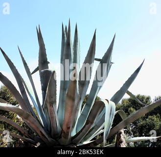 Primo piano di un enorme stabilimento di Agave nel Parco Guell di Antoni Gaudi a Barcellona, Catalogna, Spagna. Foto Stock