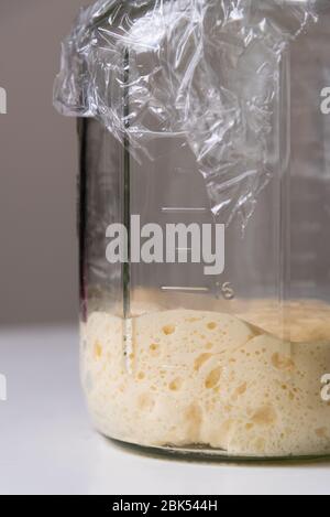 Vaso di vetro coperto contenente pâte fermentée o pasta vecchia pronta per la lievitazione di una nuova partita di pane di lievito Foto Stock