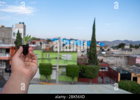 mano che tiene una pianta di spinaci crescente con la vista della città sullo sfondo Foto Stock