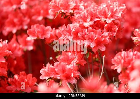 Primo piano fiori rossi di azalea Foto Stock