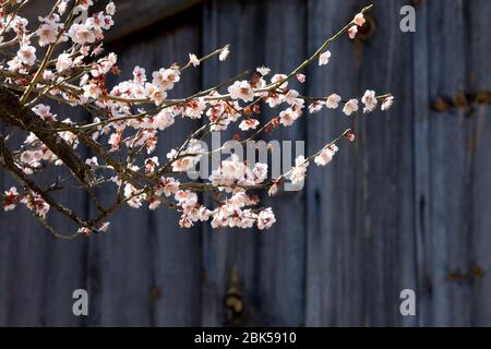 Primavera in Corea, primo piano dei fiori di susina, e scenario del tempio di Seonamsa in Corea. Foto Stock