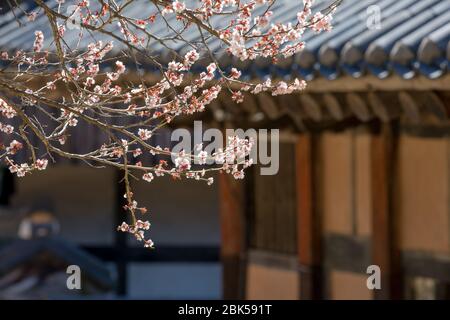 Primavera in Corea, primo piano dei fiori di susina, e scenario del tempio di Seonamsa in Corea. Foto Stock