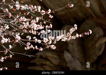 Primavera in Corea, primo piano dei fiori di susina, e scenario del tempio di Seonamsa in Corea. Foto Stock