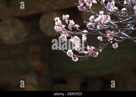 Primavera in Corea, primo piano dei fiori di susina, e scenario del tempio di Seonamsa in Corea. Foto Stock