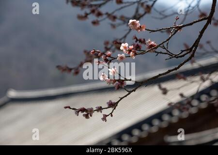 Primavera in Corea, primo piano dei fiori di susina, e scenario del tempio di Seonamsa in Corea. Foto Stock