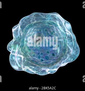 Balamuthia mandrillaris ameba, illustrazione del calcolatore. Questa è la forma infettiva dell'organismo, la forma cisti. B. mandrillaris, un organismo monocellulare libero, si trova in acqua e suolo in regioni temperate. Le infezioni sono rare, ma può causare la malattia encefalite amebica granulomatosa (GAE) del cervello, con è quasi sempre fatale. Foto Stock