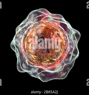 Balamuthia mandrillaris ameba, illustrazione del calcolatore. Questa è la forma infettiva dell'organismo, la forma cisti. B. mandrillaris, un organismo monocellulare libero, si trova in acqua e suolo in regioni temperate. Le infezioni sono rare, ma può causare la malattia encefalite amebica granulomatosa (GAE) del cervello, con è quasi sempre fatale. Foto Stock