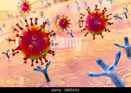 Covid-19, coronavirus che si lega alle cellule umane, illustrazione concettuale al computer. Coronavirus SARS-cov-2 (precedentemente 2019-nCoV) che si lega ad un recettore ACE2 su una cellula umana (non in scala). SARS-cov-2 causa l'infezione respiratoria Covid-19, che può portare a polmonite fatale. L'ACE2 (enzima 2 di conversione dell'angiotensina) è un'aminopeptidasi legata alla membrana, il recettore ospite chiave per la glicoproteina di picco della SARS-cov-2 che serve come fase iniziale nello sviluppo dell'infezione da coronavirus a livello cellulare e un potenziale bersaglio per la strategia di trattamento. Foto Stock