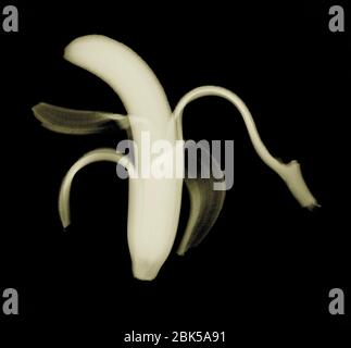 Banana pelata, raggi X colorati. Foto Stock