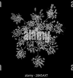 Prezzemolo (Crispum di Petroselinum), raggi X. Foto Stock