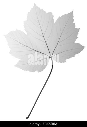 Foglia di acero (Acer sp.), raggi X. Foto Stock