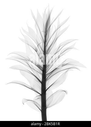 Dracaena warneckii, raggi X. Foto Stock