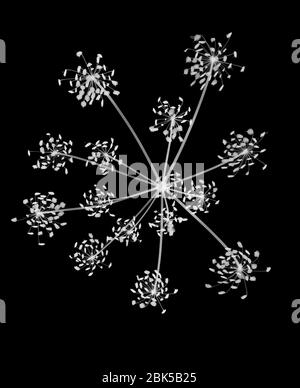 Prezzemolo di vacca (Anthrisco), raggi X. Foto Stock