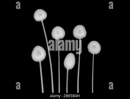 Billy Buttons (Craspedia sp.), raggi X. Foto Stock