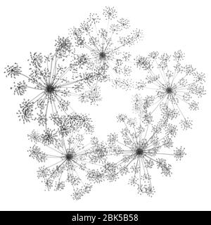 Prezzemolo di vacca (Anthrisco), raggi X. Foto Stock