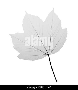 Acero (Acer sp.), raggi X. Foto Stock