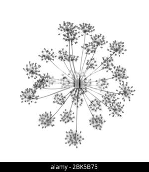 Prezzemolo di vacca (Anthrisco), raggi X. Foto Stock