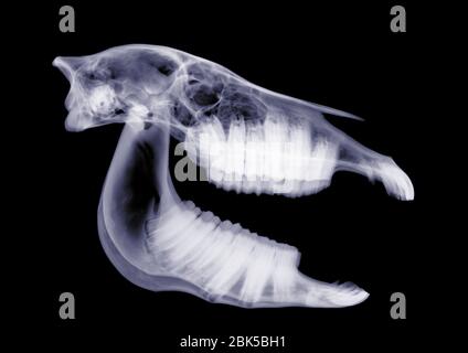 Cranio a cavallo, raggi X. Foto Stock