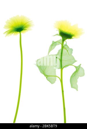 Due girasoli, raggi X colorati. Foto Stock