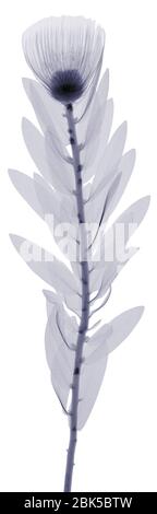 Fiore con foglie, raggi X. Foto Stock