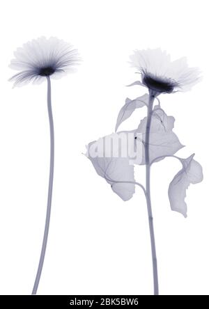 Due girasoli, raggi X. Foto Stock