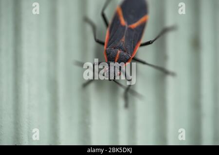 Eastern Boxelder Bug in Springtime Foto Stock