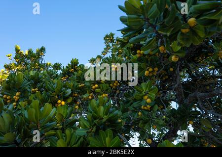 Gariroba sulla spiaggia di Itaguaçu, Florianópolis, Santa Catarina, Brasile. Foto Stock