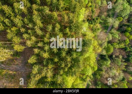 Drone verticale sparato in cima a alberi verdi in una foresta tedesca. Foto Stock