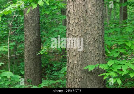 Tronco di ciliegio nero con giovane faggio americano, Tiadaghton state Forest, Pennsylvania Foto Stock