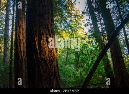 Alberi di Redwoods, Monte Tamalpais, California Foto Stock