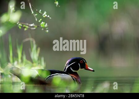 Anatra di legno maschio (Aix sposa) sullo stagno in primavera, Cascade Mountains, Snohomish County, Washington, Stati Uniti Foto Stock