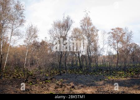 Paesaggio con betulla bruciata dopo un incendio nella riserva naturale 'Mariapeel' nei Paesi Bassi Foto Stock