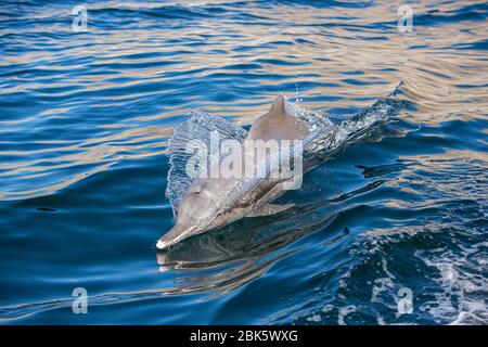 Delfini di ritorno a gobba in fiordi d'Arabia, penisola di Musandam vicino a Khasab, Oman Foto Stock