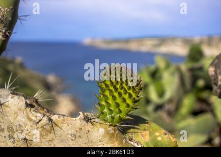 Poco costoso cactus di pera di fronte al mare Foto Stock