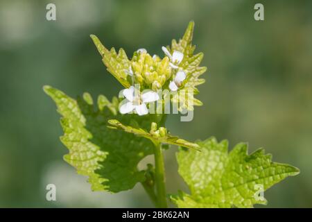 Primo piano di una pianta in fiore di senape all'aglio (alliara petiolata) Foto Stock