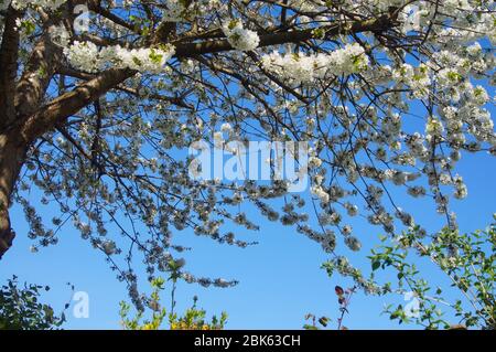 Ramo di un ciliegio in fiore primaverile con sfondo cielo blu Foto Stock