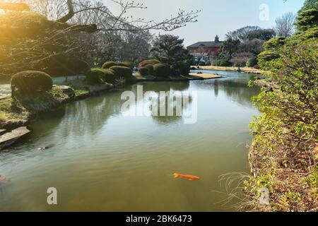 tokyo, giappone - marzo 20 2020: Lo stagno e koi carp rosso del giardino giapponese dei Giardini Botanici di Koishikawa. Foto Stock