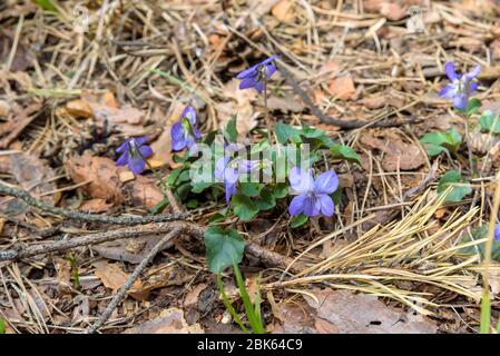 Fiore viola odorata sul sottobosco della foresta in una giornata di sole Foto Stock